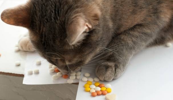 貓癲癇停藥副作用