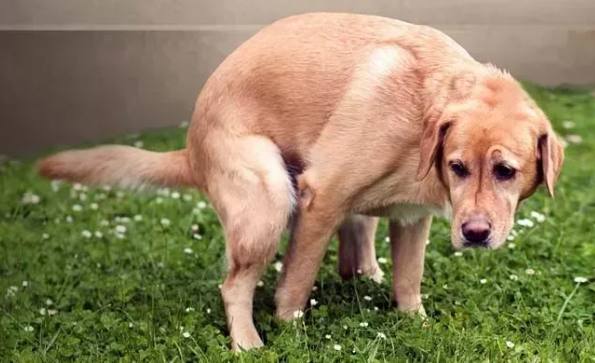 狗狗腹瀉顏色分析 狗狗腹瀉顏色分析