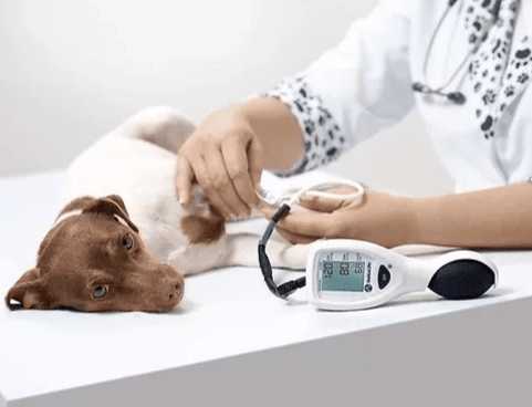 寵物體溫正常值