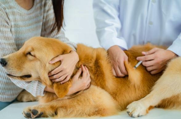 狗狗腎功能異常