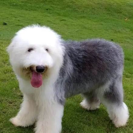 古代牧羊犬聰明度