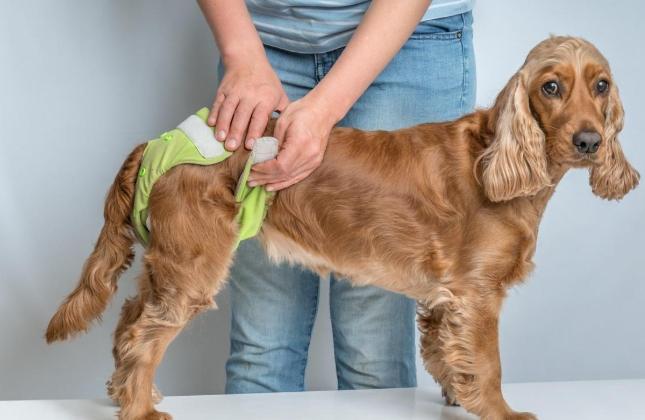 狗狗尿布固定方法