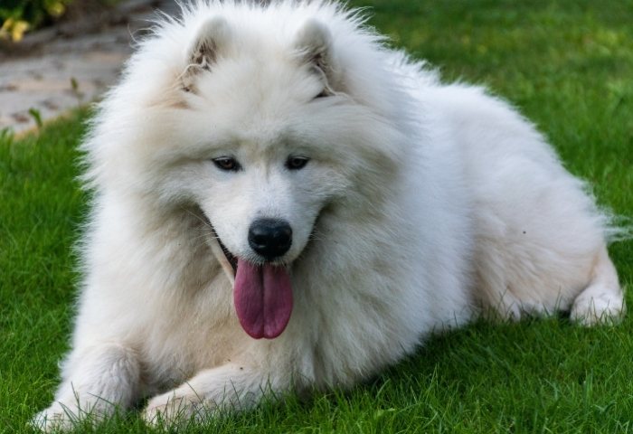 大型長毛犬品種