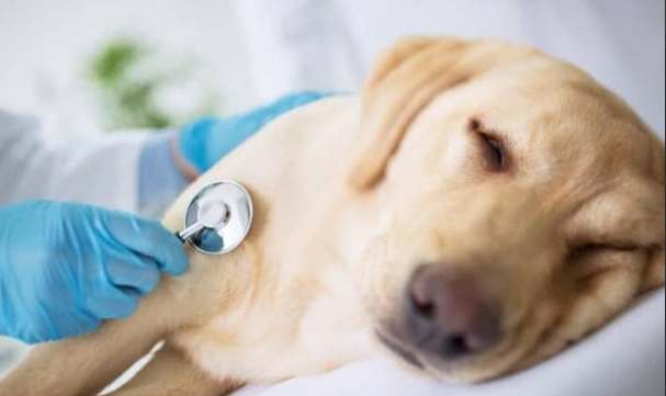 狗狗中毒症狀 狗狗中毒症狀