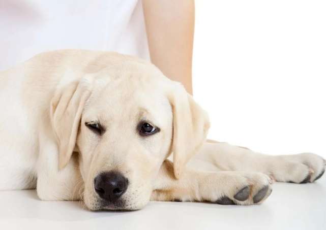 狗狗中毒症狀 狗狗中毒症狀