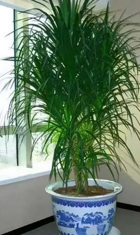 室內植物龍血樹