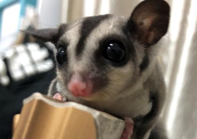 蜜袋鼯老化照顧