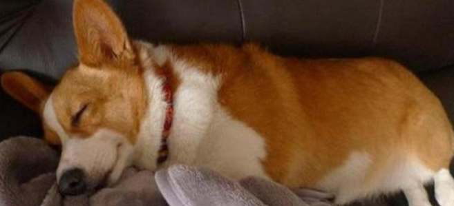 老狗晚上不睡覺