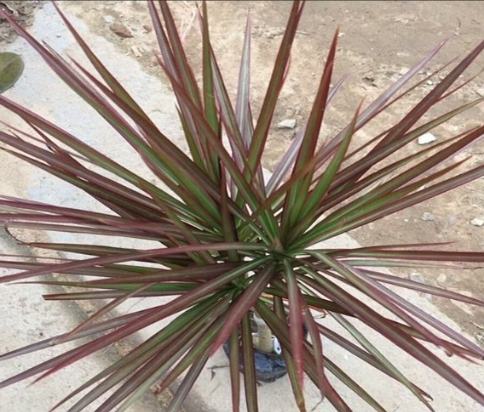 千年木照顧技巧 千年木照顧技巧