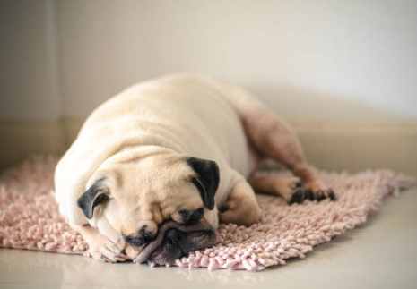 狗呼吸急促顫抖