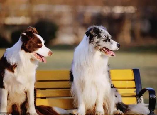 牧羊犬飼養指南