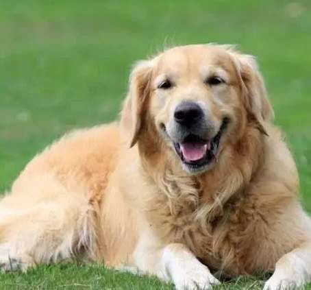 金毛智力相當於人類