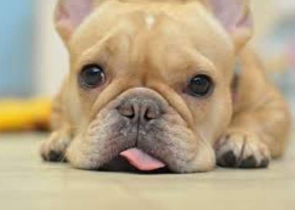 狗狗有跳蚤怎麼辦 狗狗有跳蚤怎麼辦