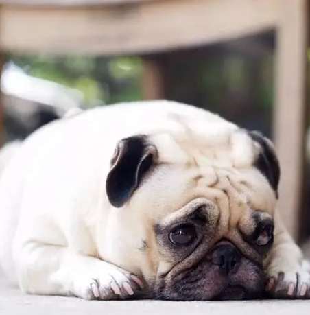 狗呼吸急促顫抖