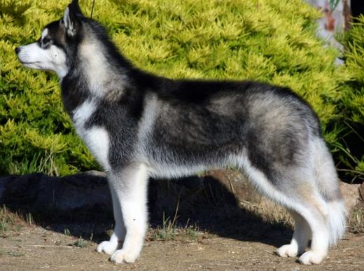 惡犬品種 惡犬品種