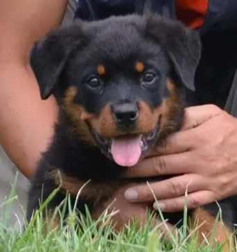 羅威納混種飼養