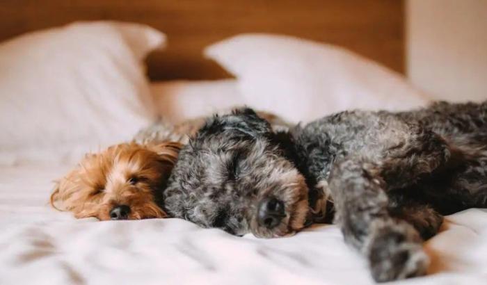 寵物慢性中毒預防 寵物慢性中毒預防