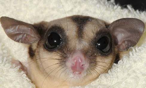 蜜袋鼯寄生蟲預防