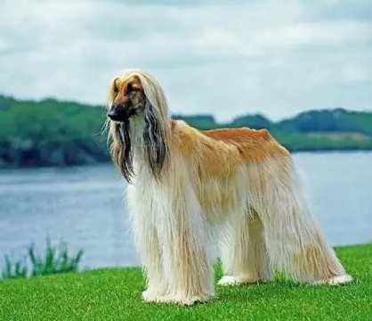 阿富汗獵犬性格