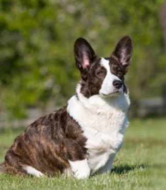 柯基犬選擇指南