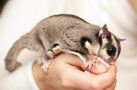 台灣合法特殊寵物