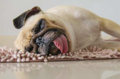 狗狗顫抖呼吸困難