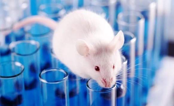 實驗動物科學指南