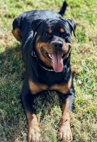 羅威納飼養注意事項