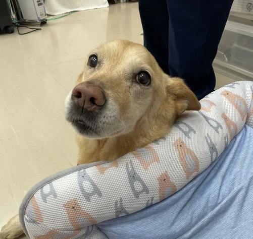 狗早期腎臟病症狀