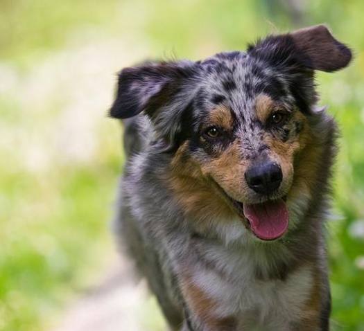 澳洲牧羊犬性格