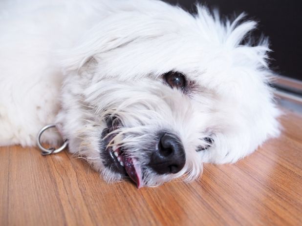 貴婦狗癲癇照護