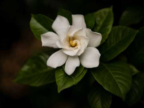 桅子花送禮意義