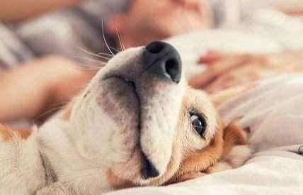 老年犬睡眠問題