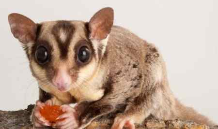 蜜袋鼯寄生蟲症狀