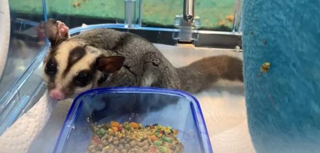 蜜袋鼯飼養困難