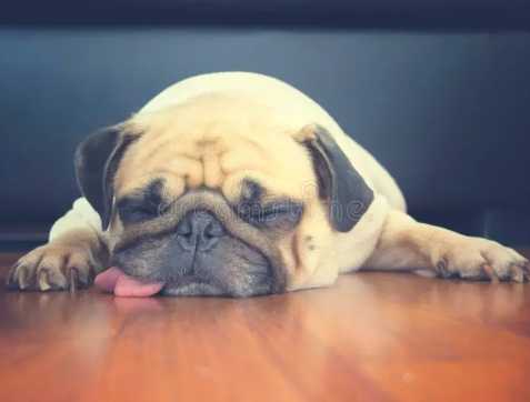 狗呼吸急促顫抖