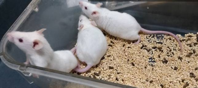 實驗動物科學基礎