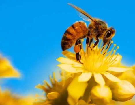 被蜜蜂螫了怎麼辦