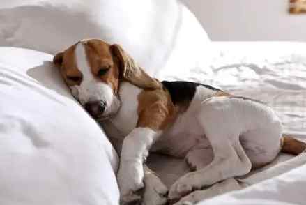 貴婦狗癲癇症狀