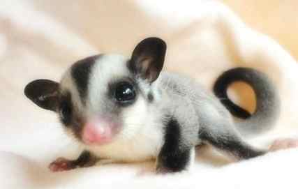 蜜袋鼯奶粉怎麼泡