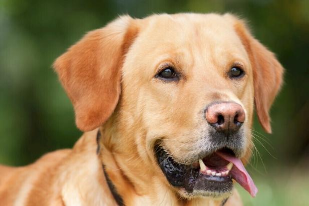 狗跳蚤處理方法