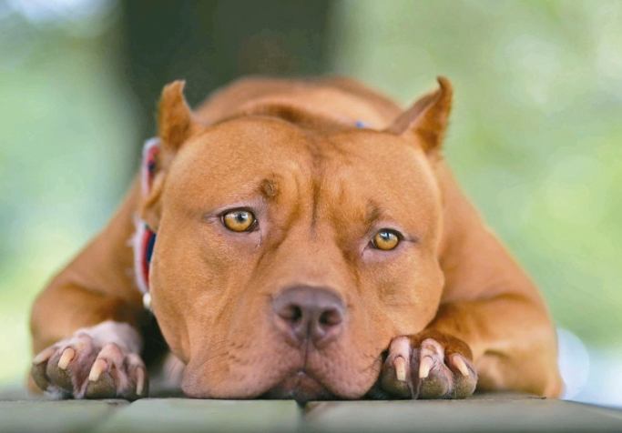 美國牛頭犬性格