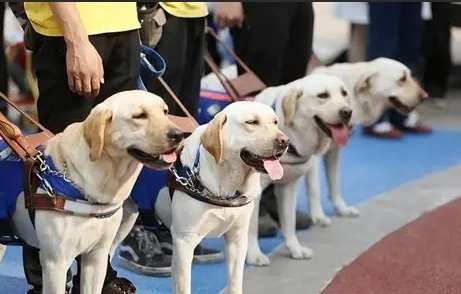 導盲犬訓練