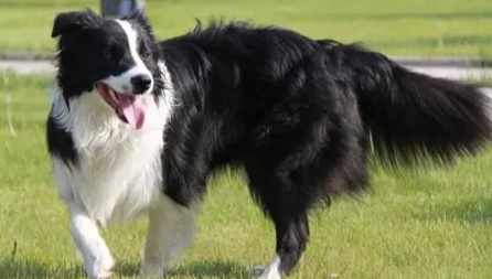 邊境牧羊犬智力