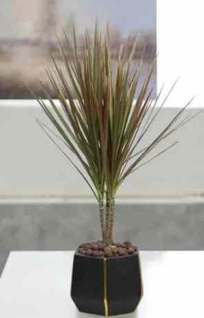 室內植物千年木 室內植物千年木