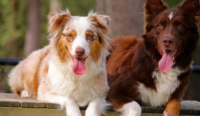 邊境牧羊犬澳洲牧羊犬差異
