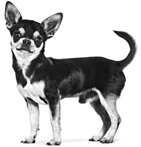 芝娃娃行为特点