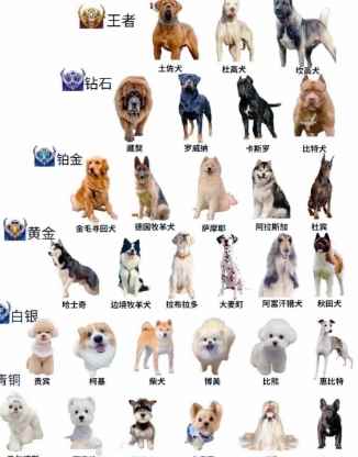 惡犬品種 惡犬品種