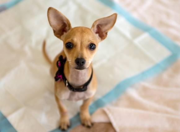 狗狗尿布固定方法