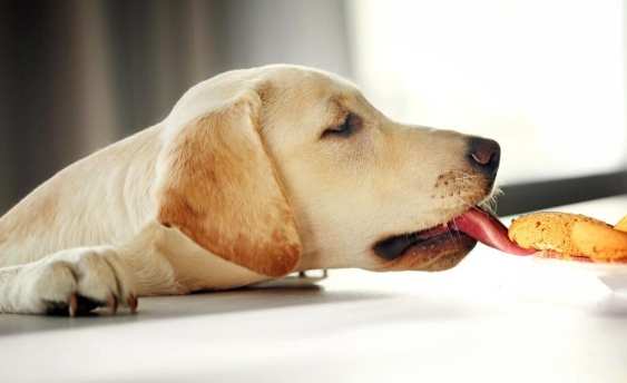 起司對狗的好處